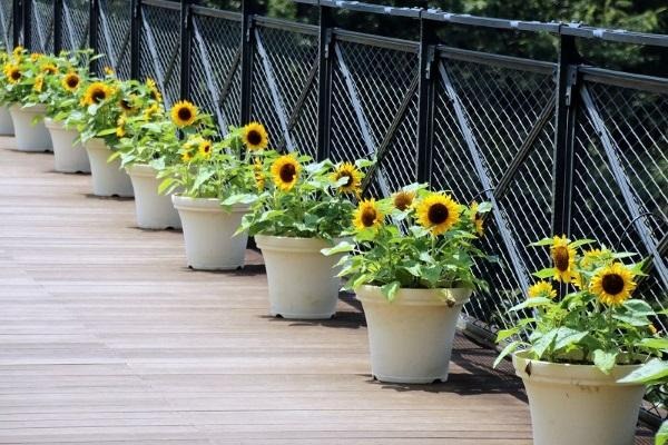 Hoa hướng dương tạo cảm giác dễ chịu và giúp chúng ta thư giãn