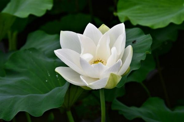 Hoa sen white hình tượng thanh cao