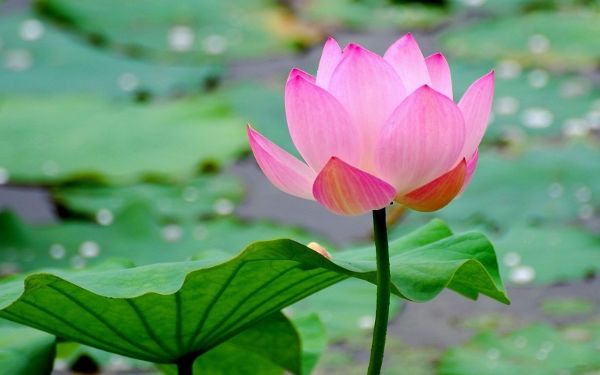 Ý nghĩa hoa Sen ngày 20/11 làm tôn lên nét đẹp sang trọng, thanh lịch của thầy cô 