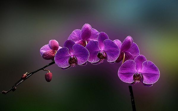 Ý nghĩa hoa Lan ngày 20/11 là chứa đầy sự tri ân người thầy người cô trên ghế nhà trường