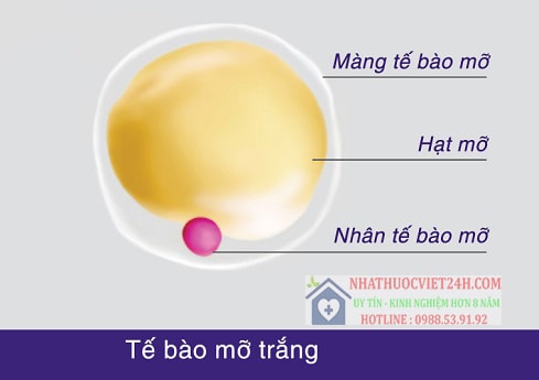thuốc giảm cân yanhee
