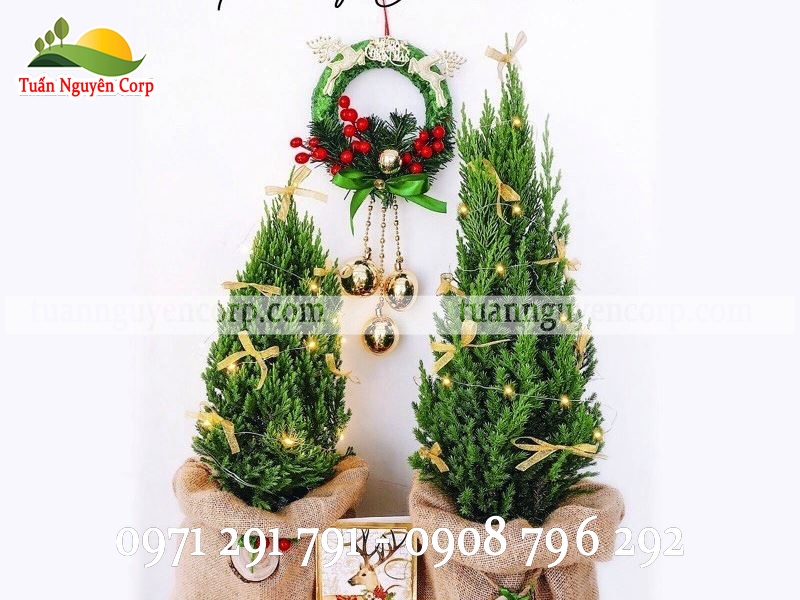 Cây Tùng Thơm Trang Trí Noel Giá Rẻ