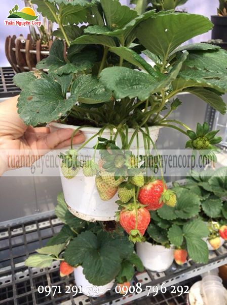 Chậu Dâu Tây Chưng Tết - Hướng Dẫn Cách Chăm Sóc Chậu Dâu Tây Chưng Tết - Hướng Dẫn Cách Chăm Sóc
