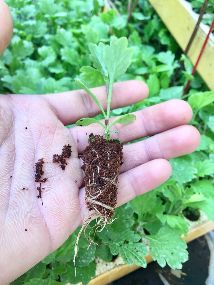 Vườn ươm Hoa Cúc Giống tại Đà Lạt