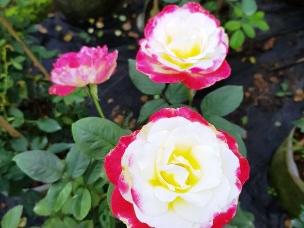 Tổng hợp 25 loại HOA HỒNG NGOẠI thơm nhất mà bạn nên trồng Tổng Hợp 25 Loại Hoa Hồng Ngoại Thơm Nhất Mà Bạn Nên Trồng