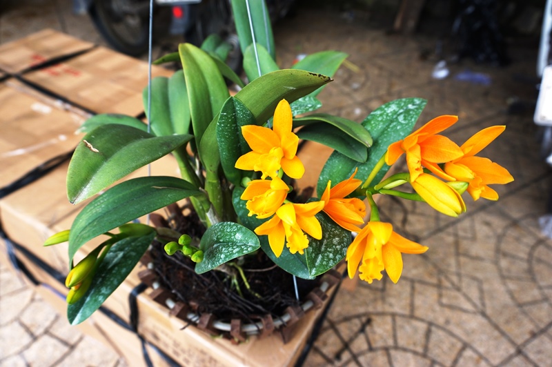 Cung cấp HOA PHONG LAN rừng đẹp trên toàn quốc với giá rẻ Cung Cấp Hoa Phong Lan Rừng Đẹp Trên Toàn Quốc Với Giá Rẻ