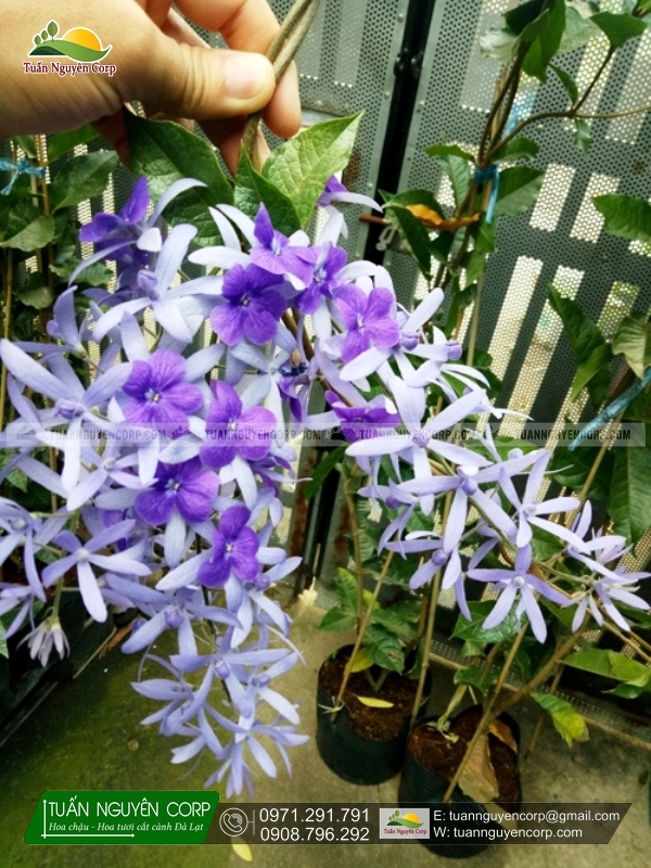Cây Mai Xanh Thái Cây Mai Xanh Thái