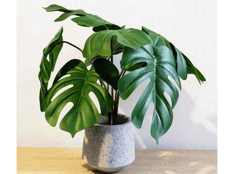 Cây Trầu Bà Lá Xẻ Nam Mỹ