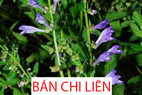 BÁN CHỈ LIÊN