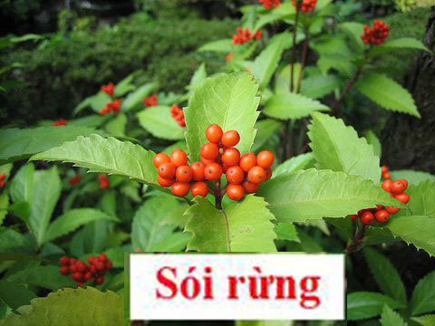 SÓI RỪNG