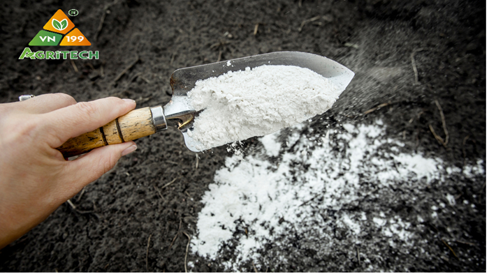 Vôi bột-Vôi Nông Nghiệp -Cách bón Vôi sao cho đúng 