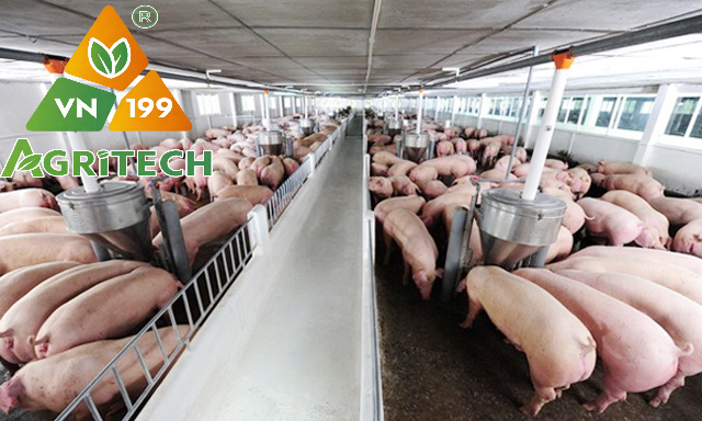 Tại sao phải sát trùng chuồng trại vào mùa nồm ẩm?