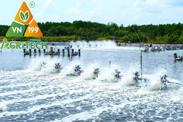 TÁC DỤNG CỦA VÔI TRONG CẢI TẠO AO NUÔI