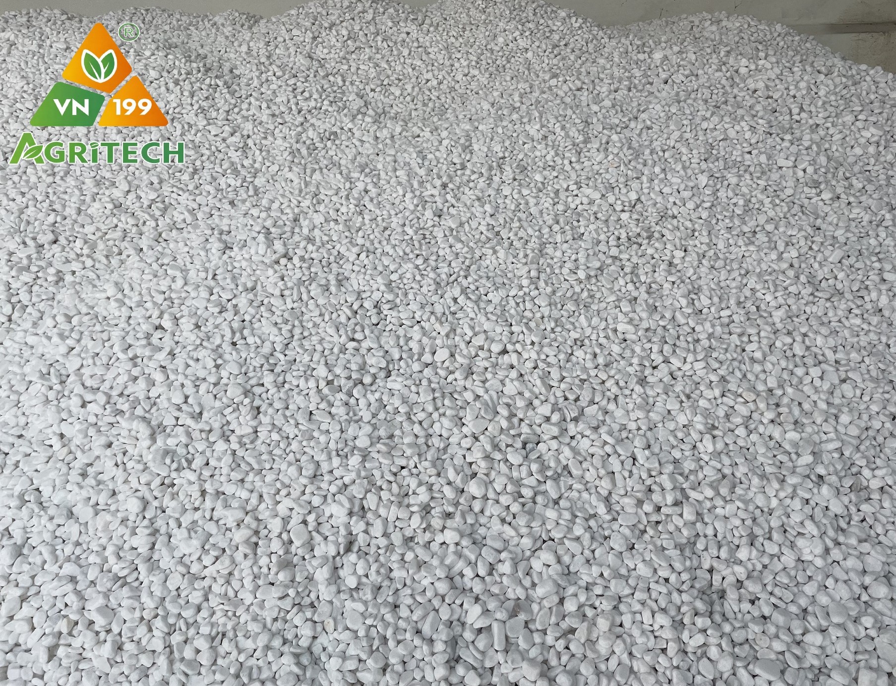 KHÁM PHÁ THẾ GIỚI SỎI TRANG TRÍ CÓ GÌ ???