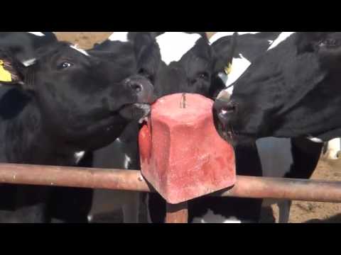 Bán đá liếm Vitamin + khoáng chất cho bò dê cừu ngựa... Bán đá liếm Vitamin + khoáng chất cho bò dê cừu ngựa...