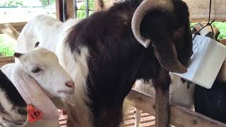 cung cấp đá liếm bổ sung khoáng chất vitamin cho gia súc. cung cấp đá liếm bổ sung khoáng chất vitamin cho gia súc.