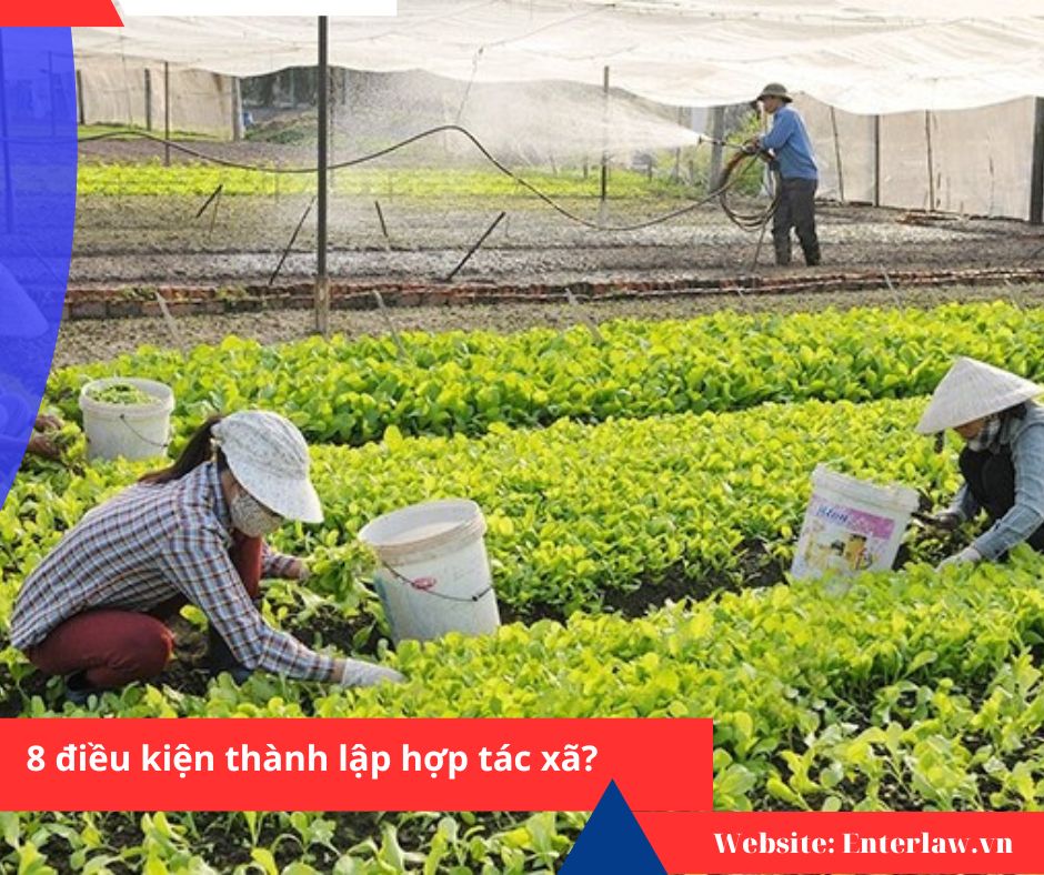 ĐIỀU KIỆN THÀNH LẬP HỢP TÁC XÃ THEO LUẬT 2023 – CHI TIẾT & THỰC TẾ