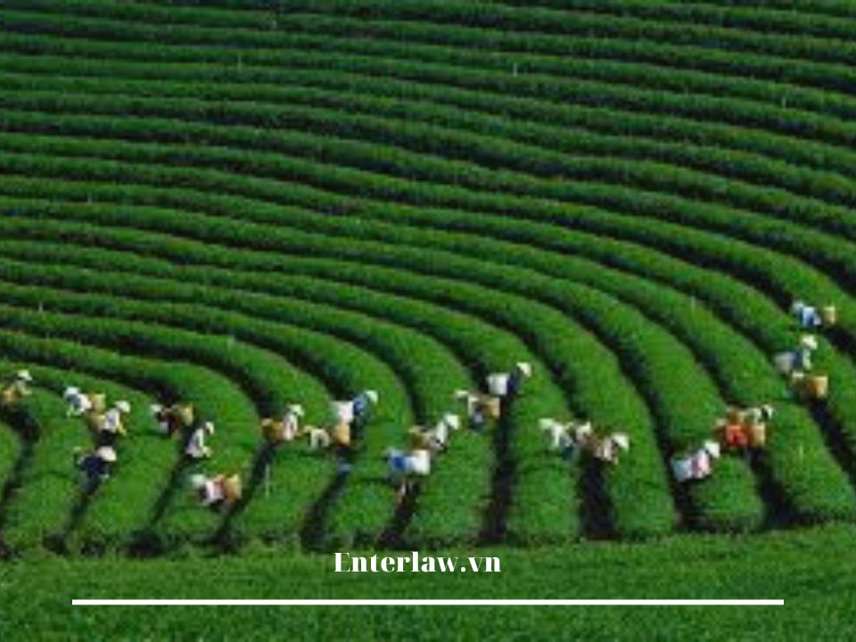 Luật Hợp tác xã 2023 – Những điều cần biết, quan trọng và cần thiết.