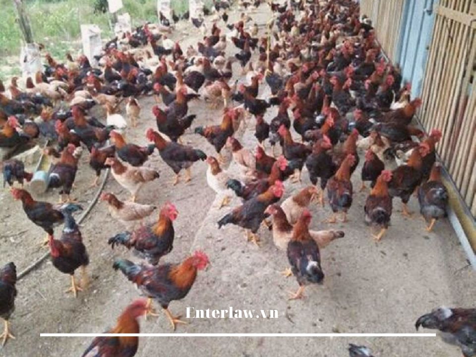 Nguyên tắc tổ chức, hoạt động của hợp tác xã theo Luật Hợp tác xã 2023