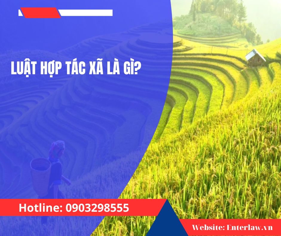 Luật hợp tác xã là gì? Vai trò của hợp tác xã trong nền kinh tế hiện nay