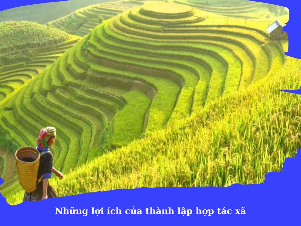 Thành lập hợp tác xã có lợi gì? Tư vấn từ Luật sư của Enterlaw.vn