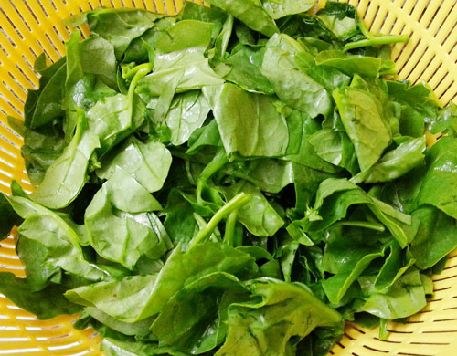 rau mùng tơi