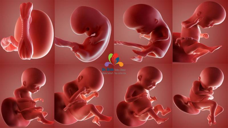 Khảo sát sự phát trển của thai nhi trong tuần thai thứ 22: tứ chi đã phát triển đầy đủ, có thể quan sát rõ qua  hình ảnh siêu âm