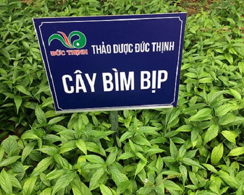 Cây bìm bịp được trồng tại vườn ươm của Thảo dược Đức Thịnh