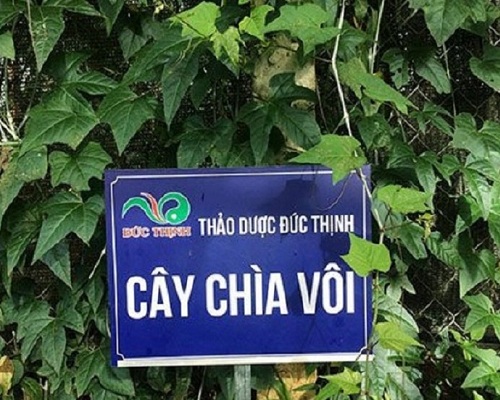 Cây chìa vôi tại vườn của nhà thuốc Đức Thịnh