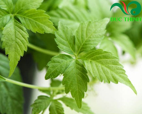 Giảo cổ lam 5 lá từ tự nhiên