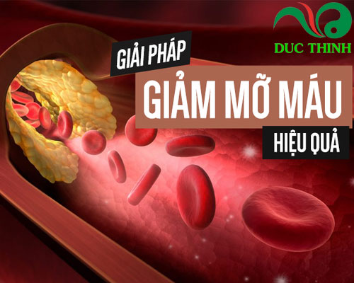 Giảo cổ lam điều trị mỡ máu cao