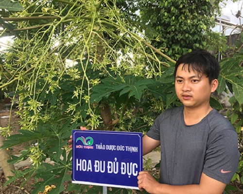 Cây hoa đu đủ đực