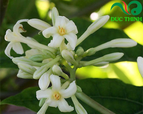 Hoa đu đủ đực giúp điều trị ho ở trẻ em