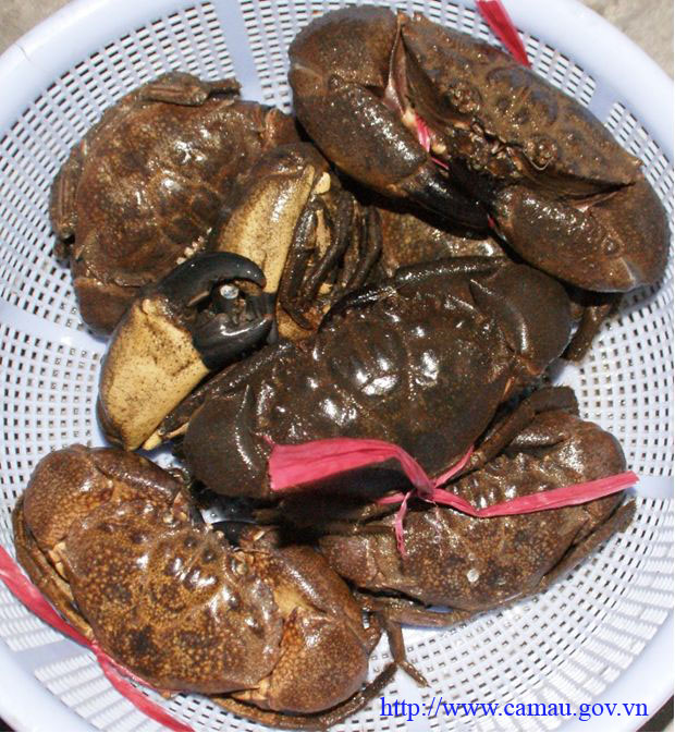 1. Giới thiệu về cua đá biển