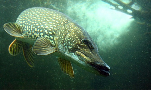 cá pike