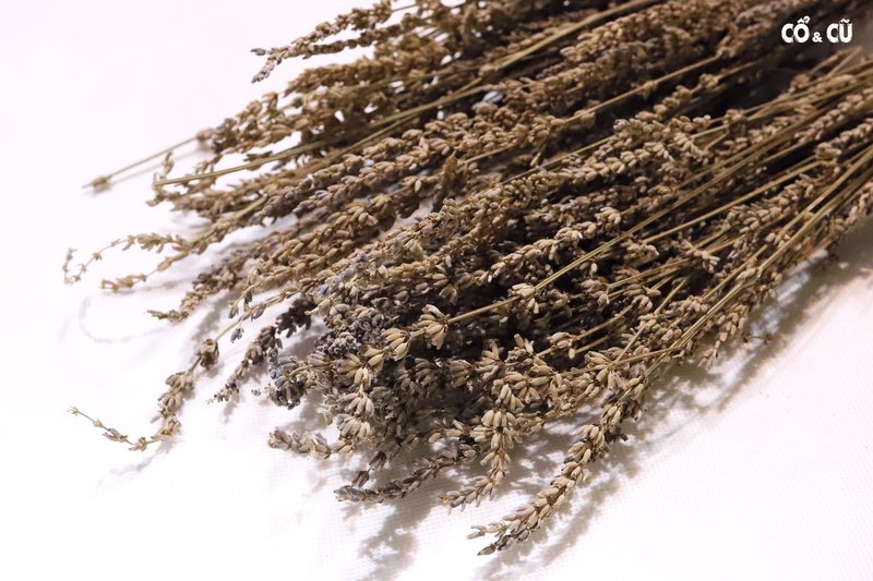 hoa lavender khô giá sỉ