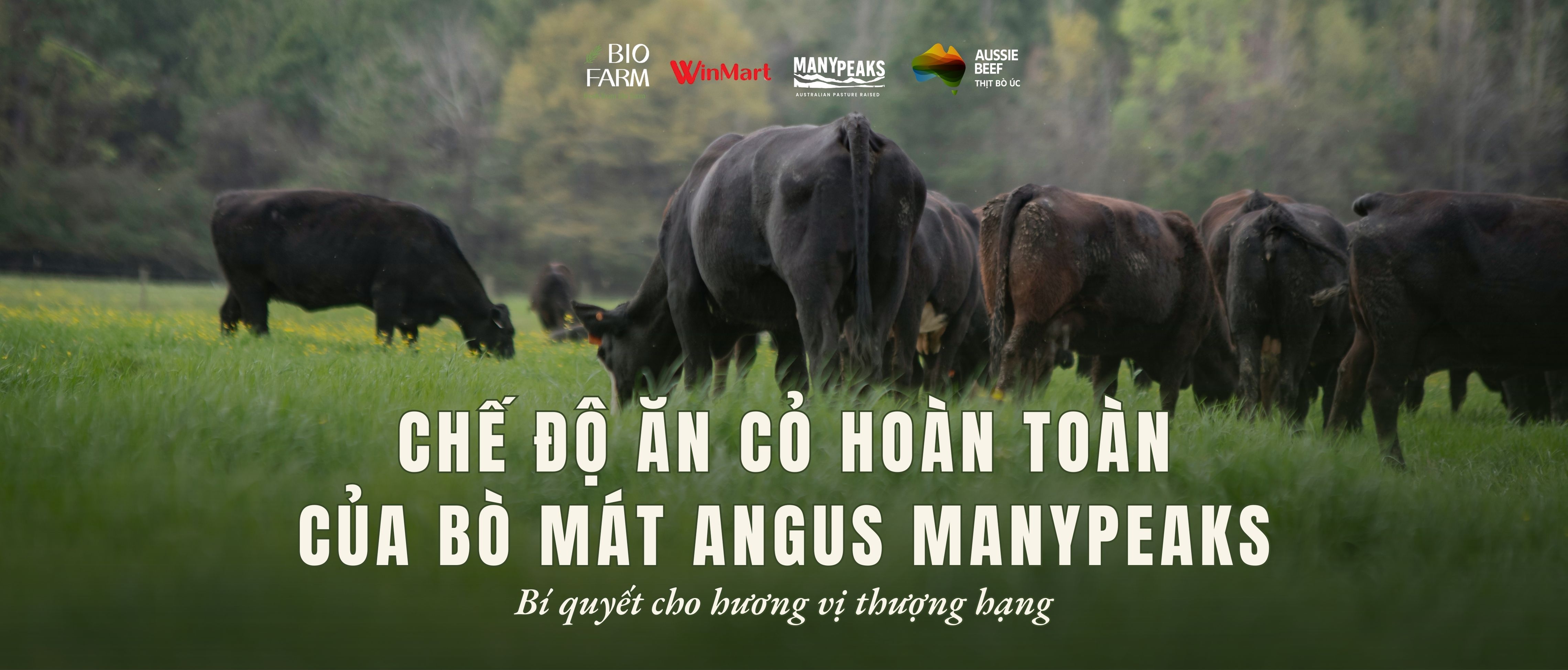 Chế Độ Ăn Cỏ Hoàn Toàn Tự Nhiên Của Bò Mát Angus ManyPeaks – Bí Quyết Cho Hương Vị Thượng Hạng