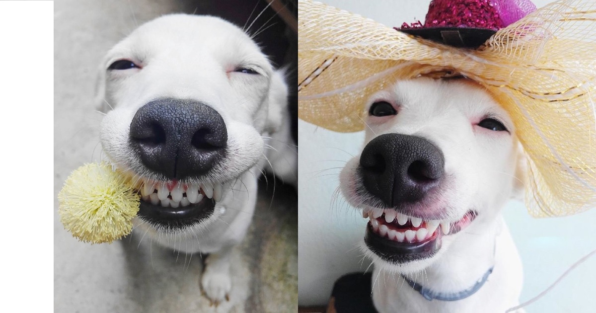 Răng trắng và khỏe mạnh là một trong những điều quan trọng nhất trong việc chăm sóc cho chú cún của bạn. Hãy xem hình ảnh chó với răng trắng sáng để có được những lời khuyên hữu ích.