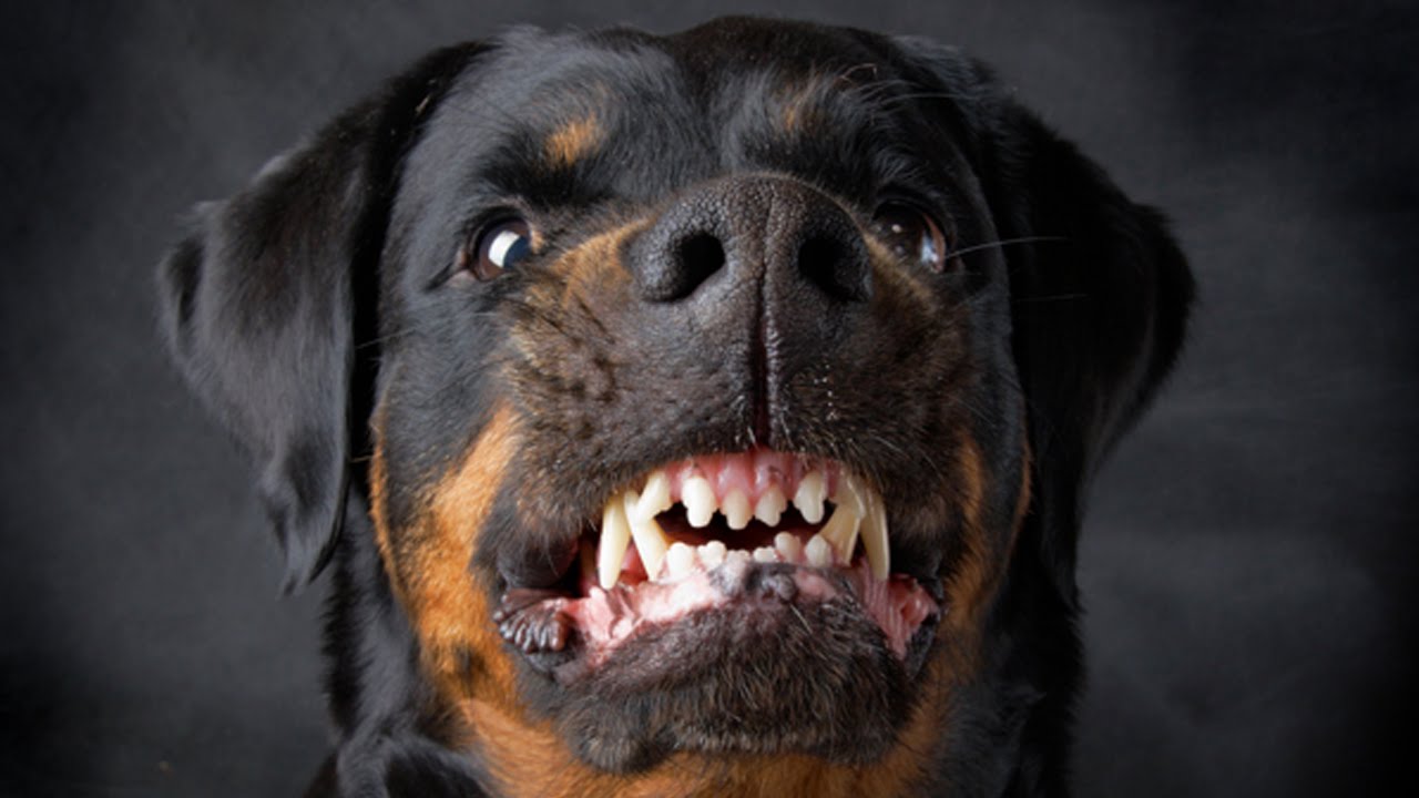 Nuôi chó Rottweiler không đúng cách sẽ dẫn đến nhiều vấn đề về sức khỏe và tâm lý của chúng. Hãy xem hình ảnh để tìm hiểu và hiểu rõ hơn về những sai lầm phổ biến trong việc nuôi chó Rottweiler và cách khắc phục chúng để giữ cho chúng khỏe mạnh và hạnh phúc.