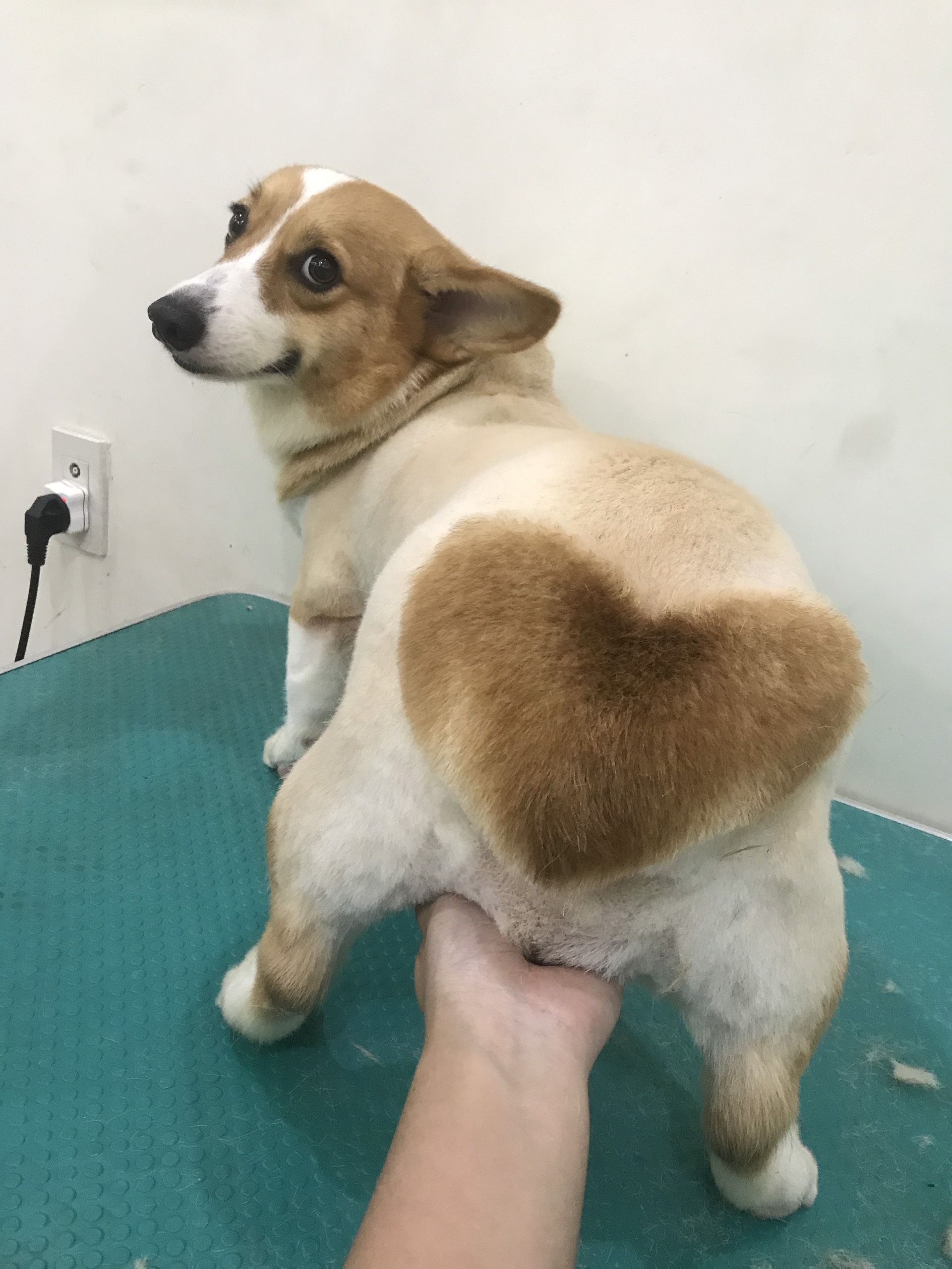 Nơi đáng tin cậy để các Ba Mẹ có thể gửi gắm thành viên đặc biệt của mình cho ARALE PET GROOMING cắt tỉa lông, vệ sinh tai, chân,...cho các bé.