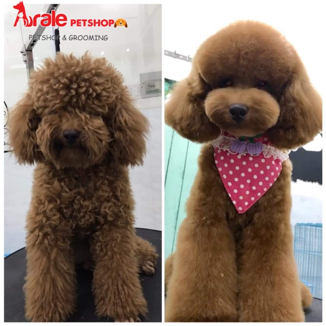 Nơi đáng tin cậy để các Ba Mẹ có thể gửi gắm thành viên đặc biệt của mình cho ARALE PET GROOMING cắt tỉa lông, vệ sinh tai, chân,...cho các bé.