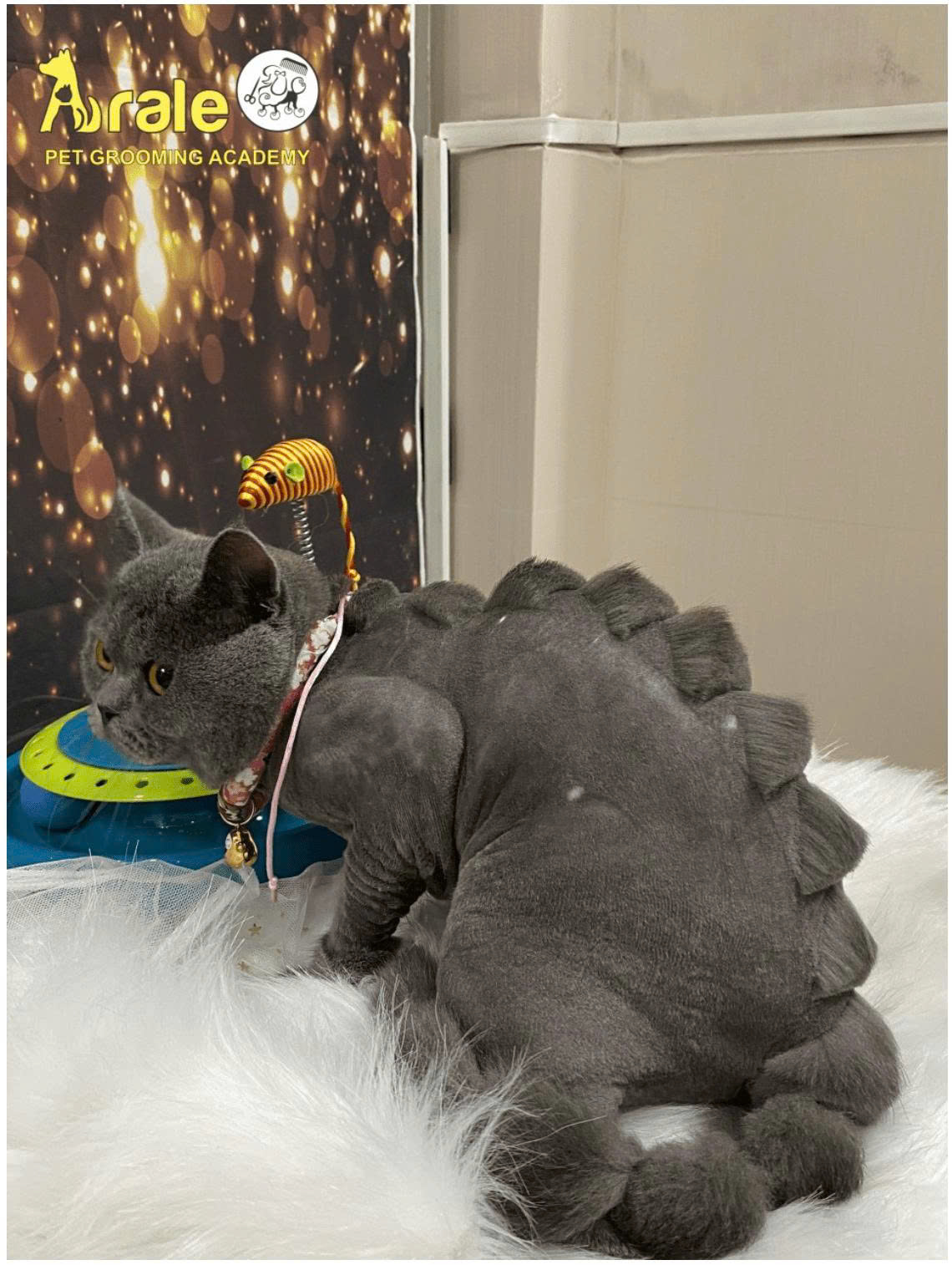 DỊCH VỤ TẮM CẠO THẲM MỸ CHO MÈO