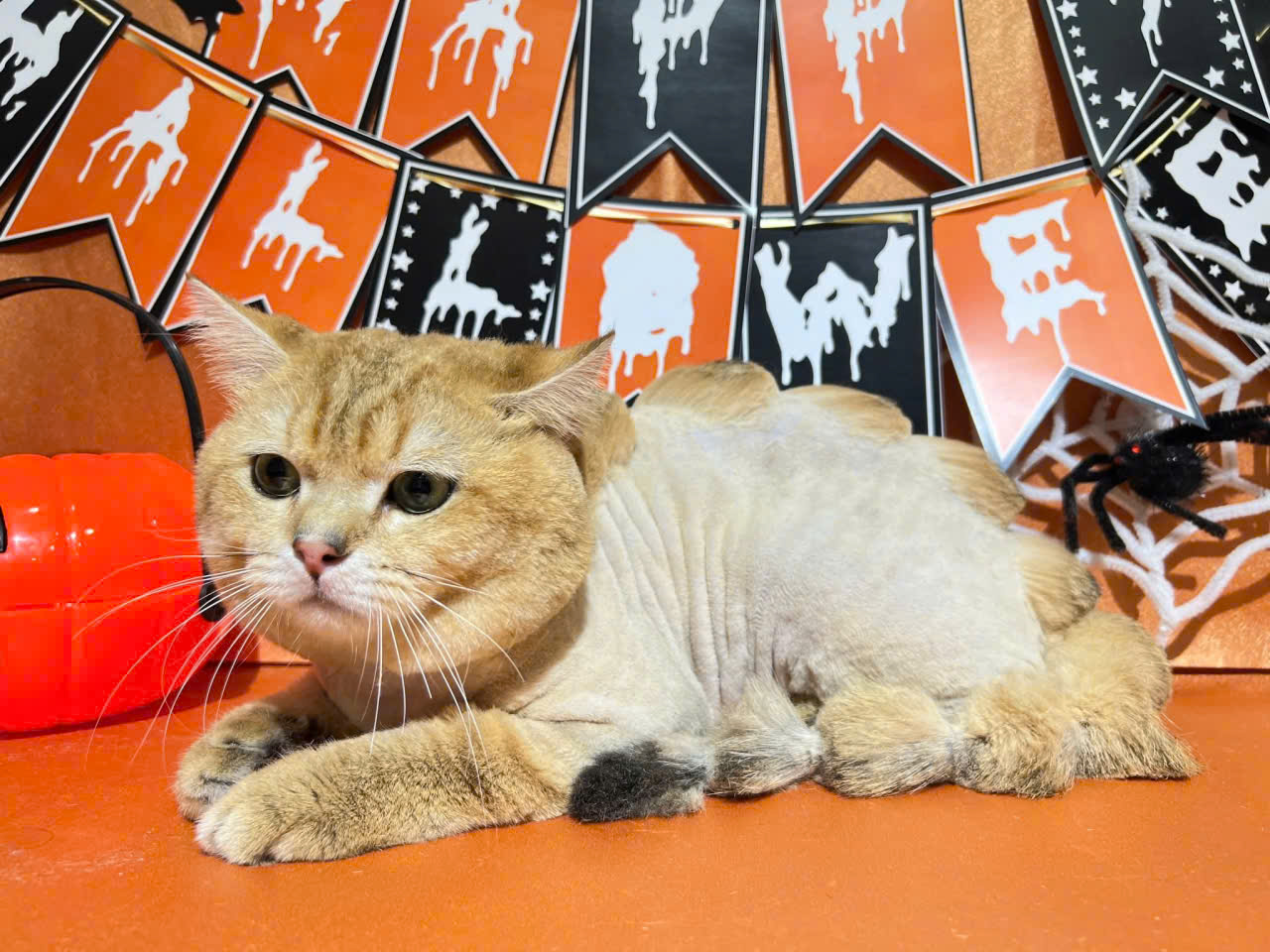 DỊCH VỤ TẮM CẠO THẲM MỸ CHO MÈO