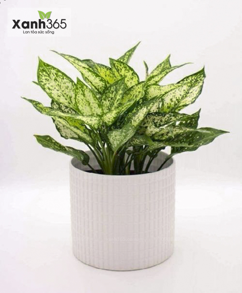 Cây Ngọc Ngân phong thủy ý nghĩa và cách chăm sóc Cây Ngọc Ngân phong thủy ý nghĩa và cách chăm sóc