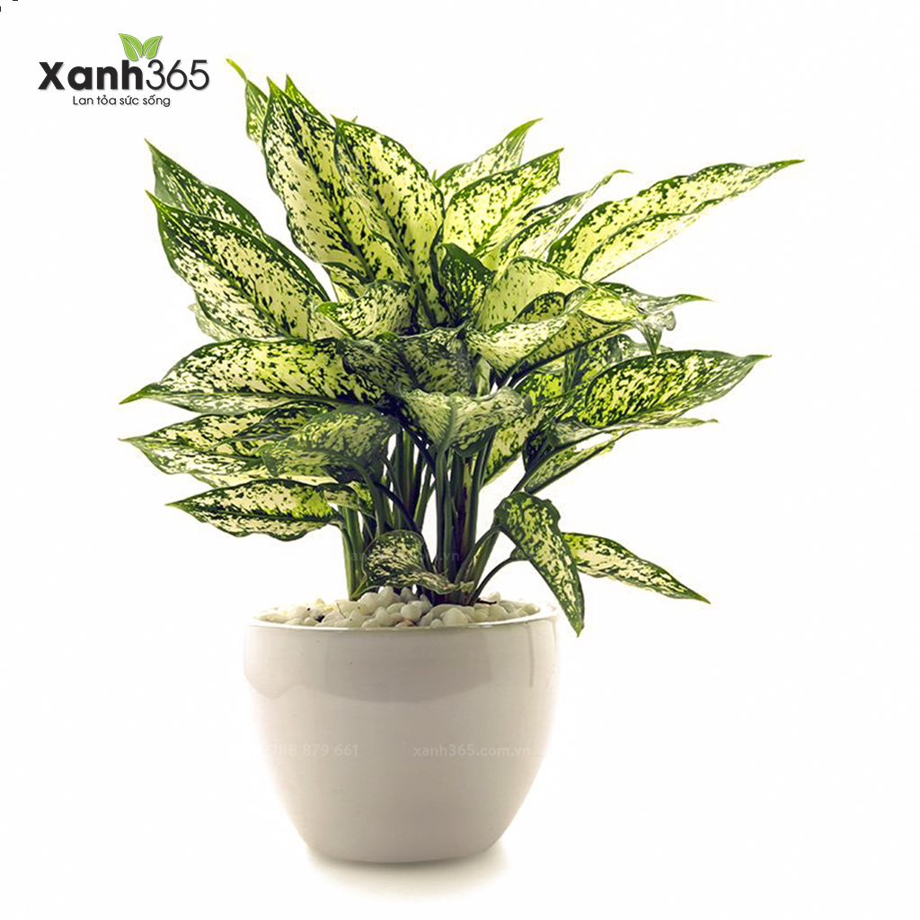 Cây Ngọc Ngân phong thủy ý nghĩa và cách chăm sóc Cây Ngọc Ngân phong thủy ý nghĩa và cách chăm sóc