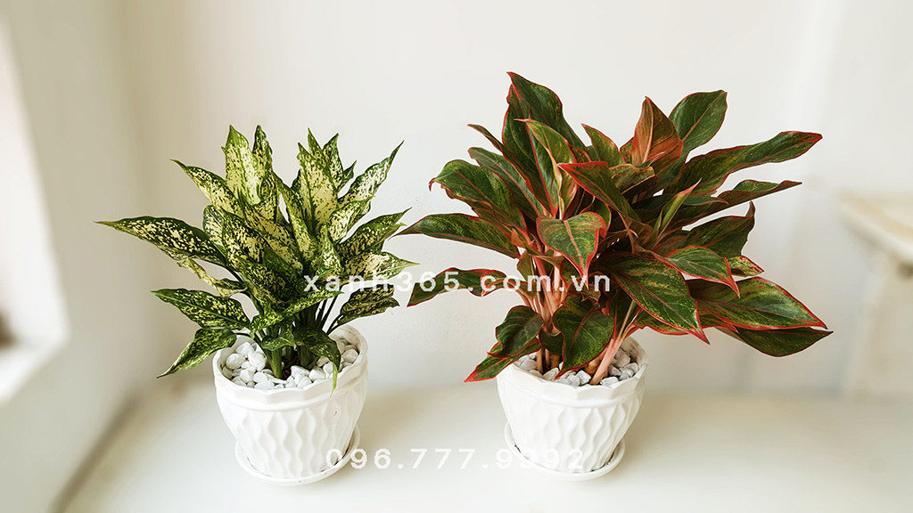 Cây Ngọc Ngân phong thủy ý nghĩa và cách chăm sóc Cây Ngọc Ngân phong thủy ý nghĩa và cách chăm sóc