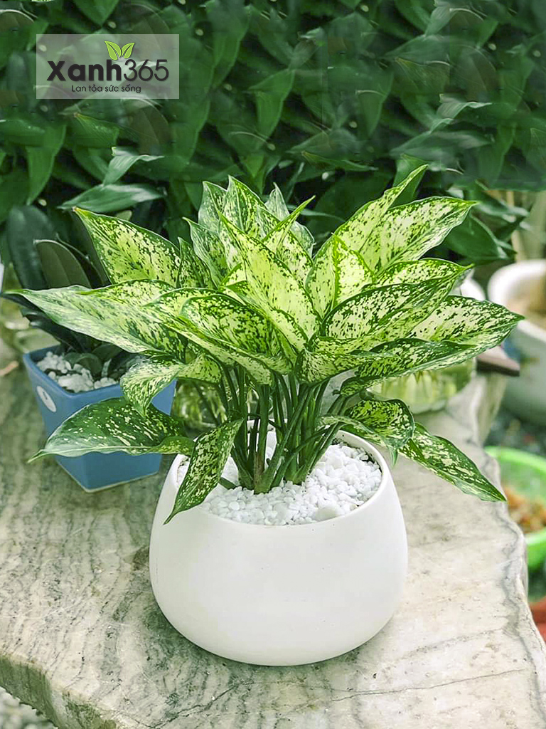 Cây Ngọc Ngân phong thủy ý nghĩa và cách chăm sóc Cây Ngọc Ngân phong thủy ý nghĩa và cách chăm sóc