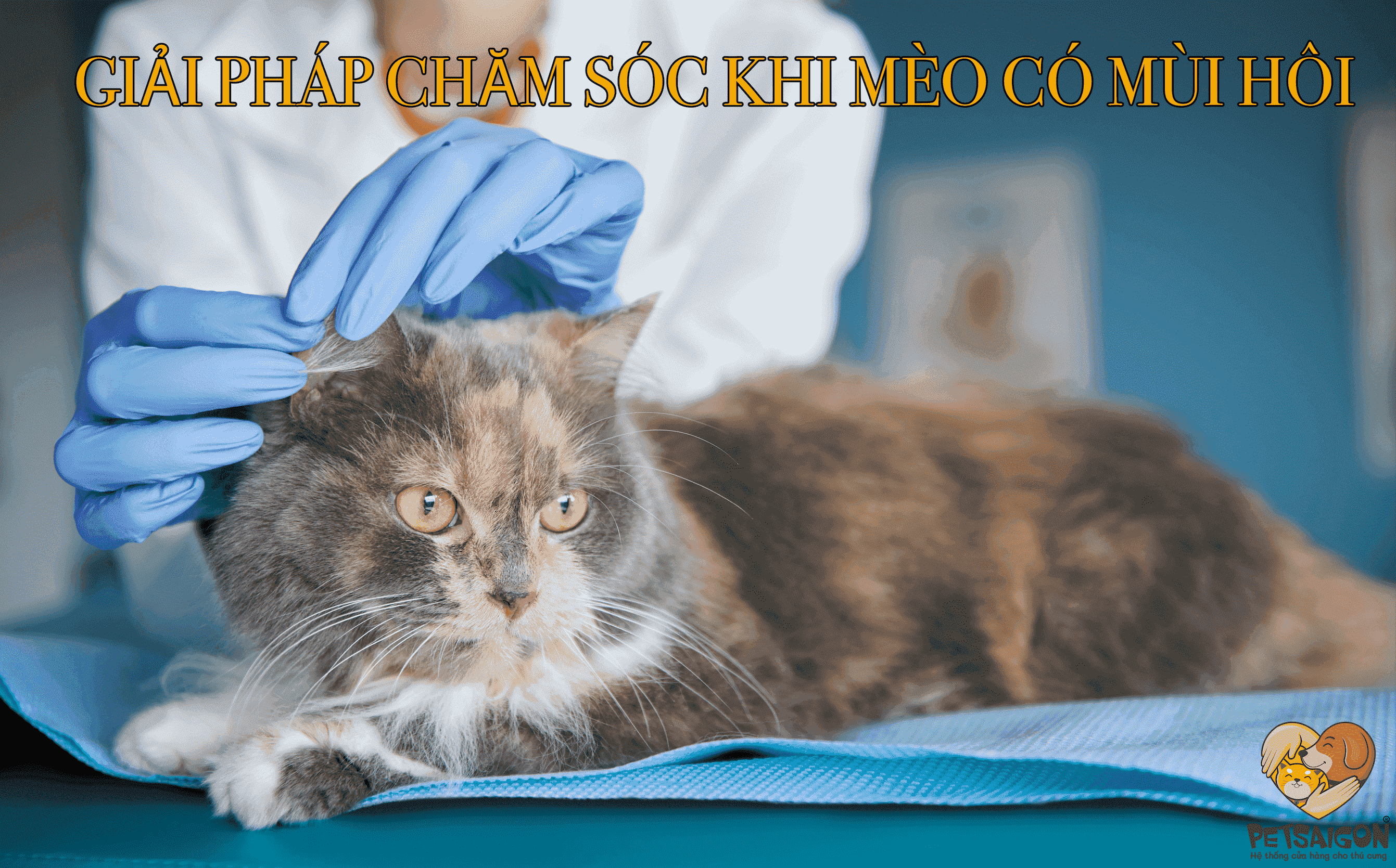 GIẢI PHÁP CHĂM SÓC KHI MÈO CÓ MÙI HÔI - PETSAIGON