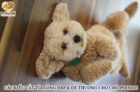 CÁC KIỂU CẮT TỈA LÔNG ĐẸP CHO CHÓ POODLE - PETSAIGON