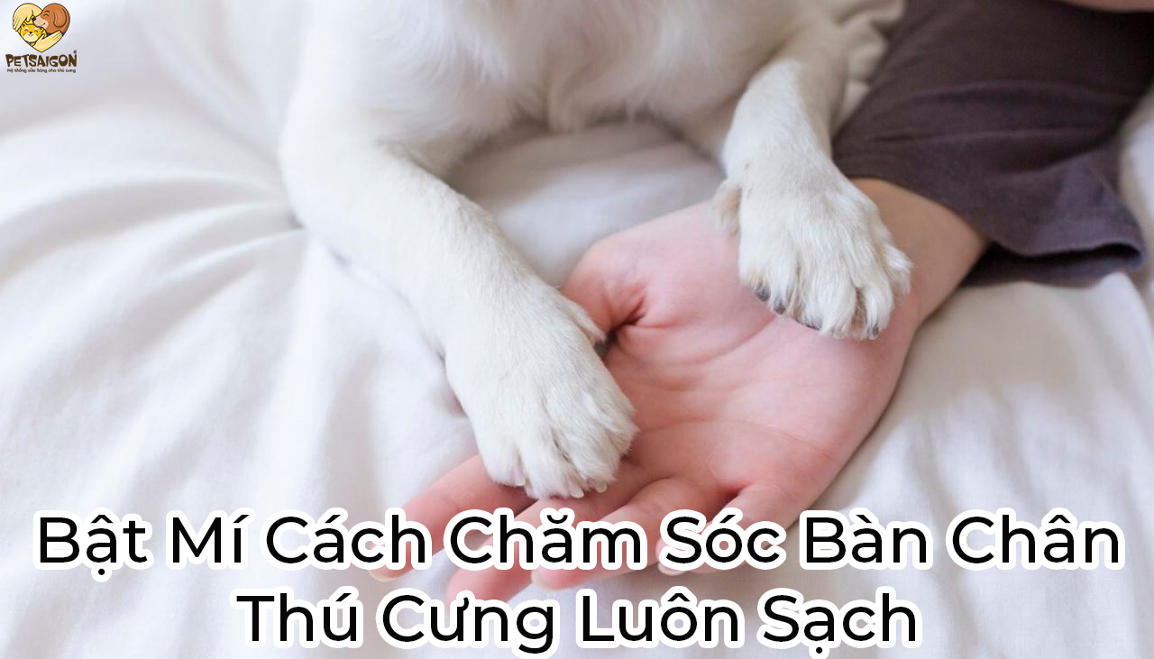 BẬT MÍ CÁCH CHĂM SÓC BÀN CHÂN THÚ CƯNG LUÔN SẠCH - PETSAIGON